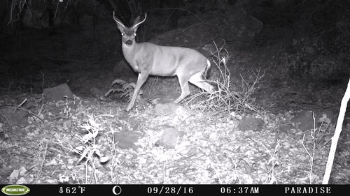 iNaturalist observation photo of California Mule Deer