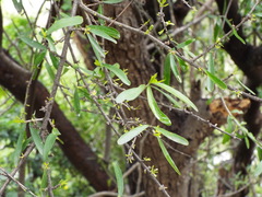 Forestiera angustifolia