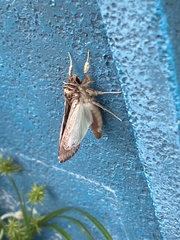 Spodoptera pulchella