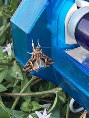 Spodoptera pulchella