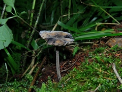 Hydropus atramentosus