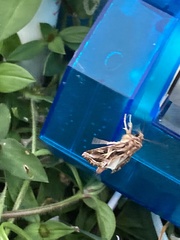Spodoptera pulchella