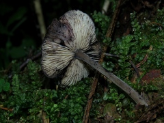 Hydropus atramentosus