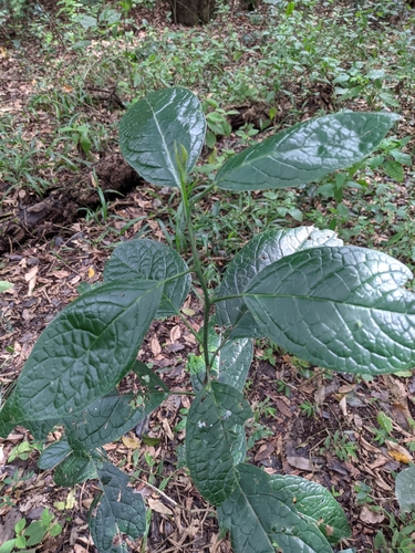 Clerodendrum cyrtophyllum image