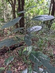 Image of Clerodendrum cyrtophyllum