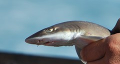Mustelus