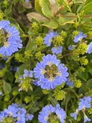Scaevola crassifolia