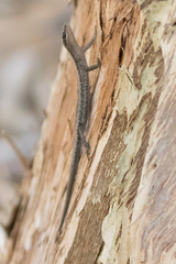 Cryptoblepharus buchananii