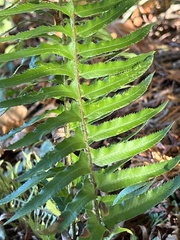 Polystichum munitum
