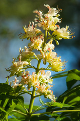 Aesculus glabra arguta