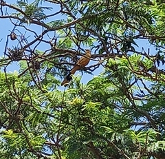 Guira guira