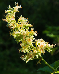 Aesculus glabra arguta