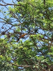 Guira guira