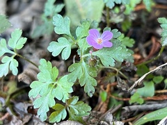 Geranium robertianum