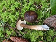 Lactarius fallax concolor
