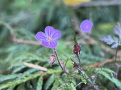 Geranium robertianum