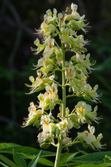 Aesculus glabra arguta