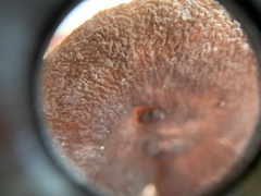 Lactarius fallax concolor