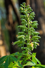 Aesculus glabra arguta