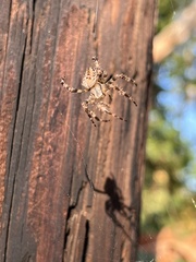 Araneus diadematus
