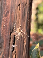 Araneus diadematus