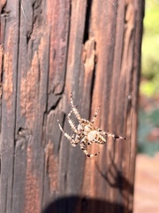 Araneus diadematus