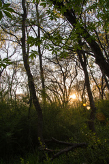 Aesculus glabra arguta