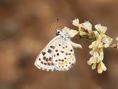 Euphilotes enoptes dammersi