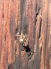 Araneus diadematus