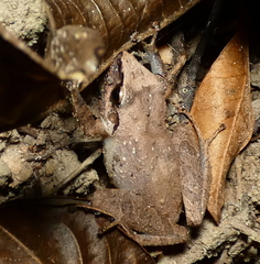 Pristimantis ramagii