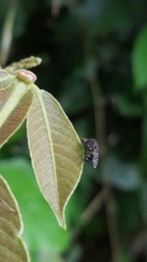 Curtonotum trypetipenne