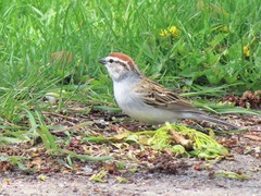 Spizella passerina