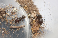 Pheidole crassicornis