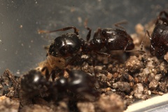 Pheidole crassicornis