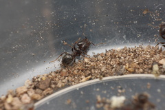 Pheidole crassicornis