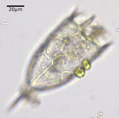 Keratella cochlearis