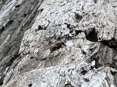 Phaonia