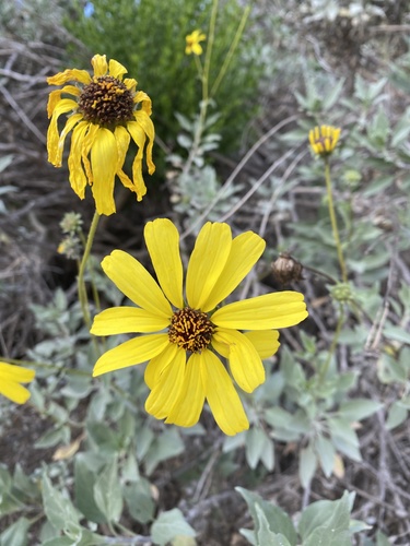 iNaturalist observation photo of California brittlebush