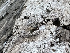 Phaonia