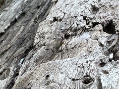 Phaonia