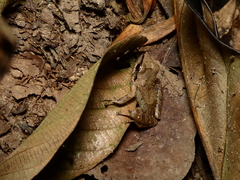 Pristimantis ramagii