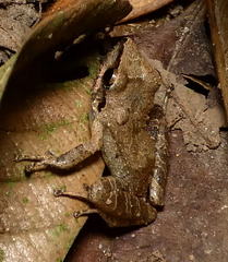 Pristimantis ramagii