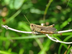 Megaulacobothrus aethalinus