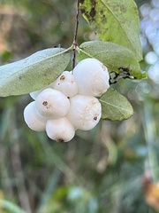 Symphoricarpos albus
