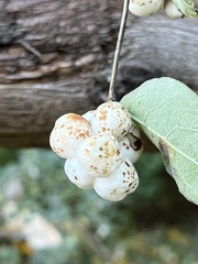 Symphoricarpos albus