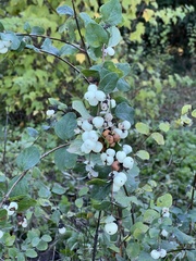 Symphoricarpos albus