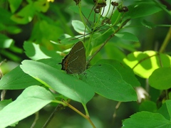 Satyrium prunoides
