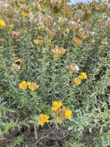 iNaturalist observation photo of Coastal Goldenbush