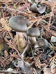 Armillaria