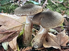 Armillaria
